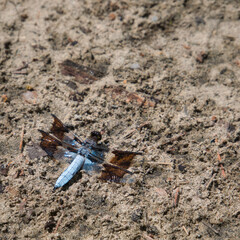 Blue and Brown Dragonfly