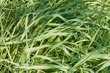 Long wild green fresh summer grass with sunlight.