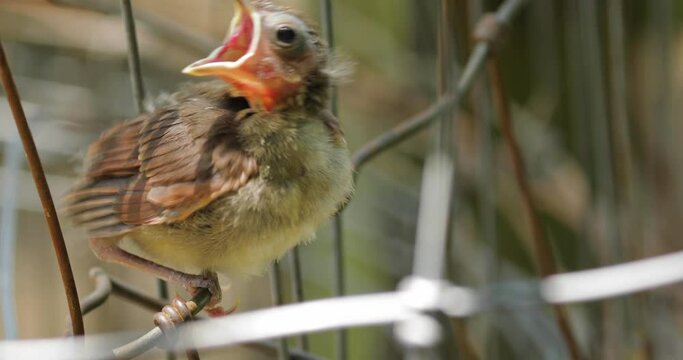 Baby fledgling cardinal being fed on fence close up