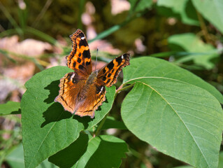 Eastern Comma Butterfly