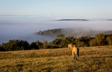 A male African lion pauses to survey his territory on a plateau overlooking a mist-filled valley in...