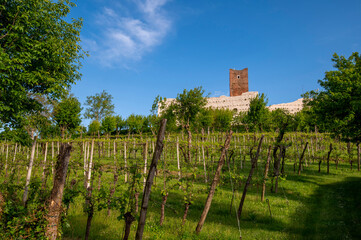 Panorama of the vineyard with the castle of Romeo and Juliet in the province of Vicenza in Montecchio Maggiore. Blue sky and clouds at Romeo's Bellaguardia Castle, Vicenza, Veneto, Italy, Europe.