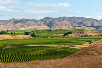 Famous vineyards of Marlborough Sounds, New Zealand