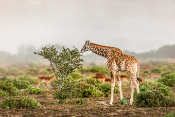 A young giraffe photographed on a misty morning in South Africa as it pauses to eat leaves from a small Acacia bush