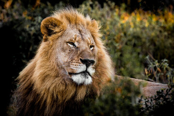 A magnificent male lion lying down in long grass in the shade of some thick bushes