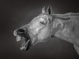Black and white headshot portrait of a grey Arabian horse braying like a donkey
