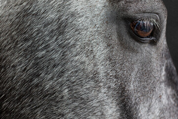 Close up of the eye of a grey horse showing the surrounding detail in the coat and the fine, dark eyelashes.