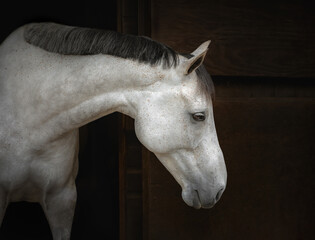 Portrait of a beautiful grey horse in its stable