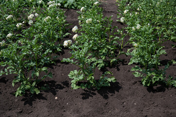 Potato plant during blooming season