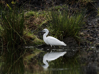 A Little Egret (Egretta garzetta) fishing on the Calder and Hebble Navigation canal.