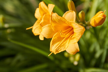 Two yellow amaryllis flowers on green blurred background.