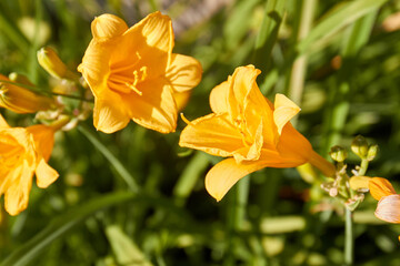 Beautiful blooming yellow amaryllis flowers grow in the garden.