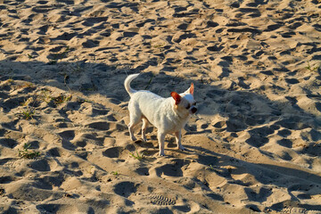 White single hairy chihuahua standing on the beach sand.