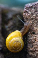 Schnecke Makro 