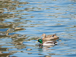 Wild mallard ducks swimming in the river