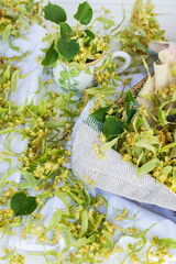 Freshly gathered linden blossoms prepared for drying, herbs and alternative medicine concept