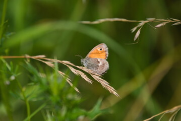Kleines Wiesenvögelchen
Schmetterling