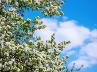 Fototapeta premium Apple tree with white flowers against the blue sky and clouds