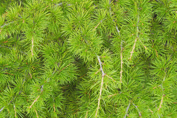 Green coniferous branches close up. The needles were short. Branches of a southern tree. Image for texture, background.