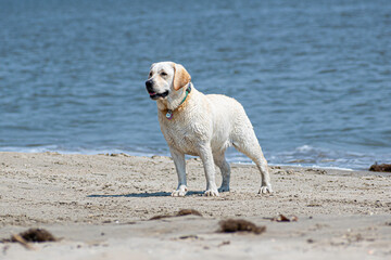 Adorable yellow lab dog 8-month-old puppy on the beach with the ocean in the background