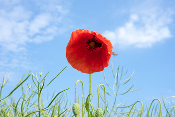 beautiful poppies on the edge of the field, bee-friendly agriculture in Mecklenburg Western Pomerania. Natural wildflower meadow.
