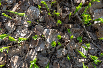 Close-up of green leaves of lily of the valley Convallaria majalis in the spring forest.