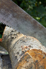 Vertical shot old rusty saw cutting tree log.