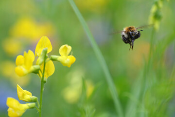 Bienenfreundliche Pflanzen mit bunten Blüten, Bienenweide mit Bienen, Hummeln