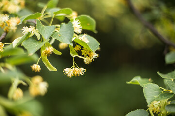 Blooming linden tree close-up with blurred background.Basswood flowers on tree with foliage.