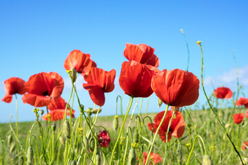 beautiful poppies on the edge of the field, bee-friendly agriculture in Mecklenburg Western...