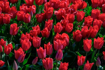 Foto auf Leinwand Tulip fields,  Noordoostpolder, Flevoland Province, The Netherlands © Holland-PhotostockNL