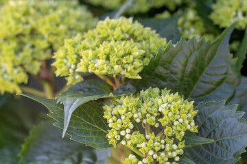 Beautiful colorful flowers in flower shop.