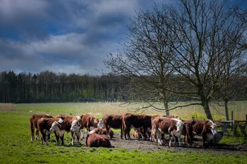 Fotobehang Hereford  cows, Flevoland Province The Netherlands © Holland-PhotostockNL