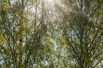 Obraz premium Birch branches with fresh bright green leaves. s