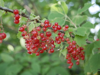 Red currant berries on a branch among green leaves on a sunny summer day. Harvest of vitamin-containing berries in natural conditions.