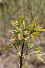 The leaves are blooming