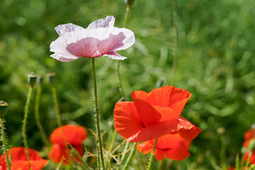 Fototapeta premium beautiful poppies on the edge of the field, bee-friendly agriculture in Mecklenburg Western Pomerania. Natural wildflower meadow.