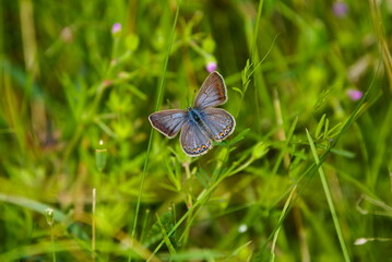 Bläuling 
Schmetterling