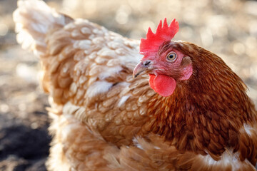 Brown hen portrait, image taken at farm yard