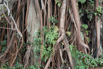 Roots of large trees in close up.