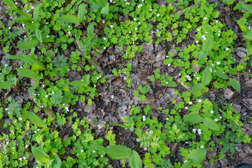 Oxalis blooms in the forest, landscape in the spring forest.