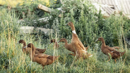 Cute Indian runner ducks backyard homestead small holding