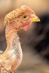 Young, naked neck chicken in a blurred brown background