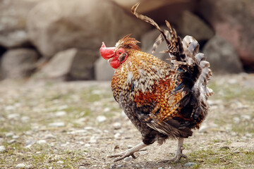 An ancient golden mini rooster walks in the village courtyard