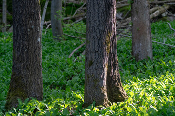 Lily of the valley Convallaria majalis flowers in the forest during springtime.