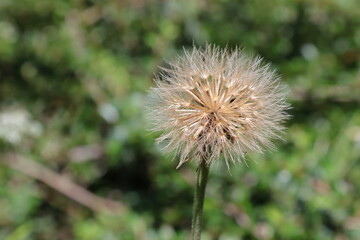 Detail of seeds of Rough hawkbit plant (Leontodon hispidus). Wild flower after inflorescence.