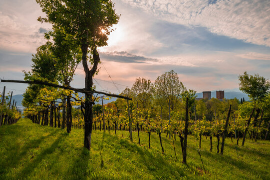 The rows of the vineyard of the castles of Romeo and Juliet in the province of Vicenza in Montecchio Maggiore. Blue sky clouds at sunset over the Venetian countryside, Vicenza Veneto Italy Europe.
