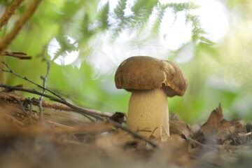 A summer gathering mushrooms, walking in the woods.
