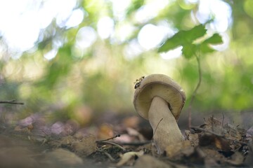 A summer gathering mushrooms, walking in the woods.