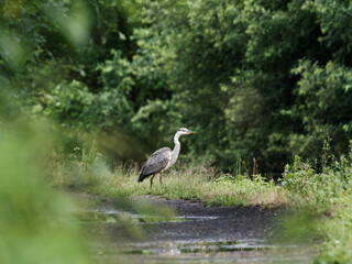 A grey heron (Ardea cinerea) walking along the towpath of the Calder and Hebble Navigation canal.